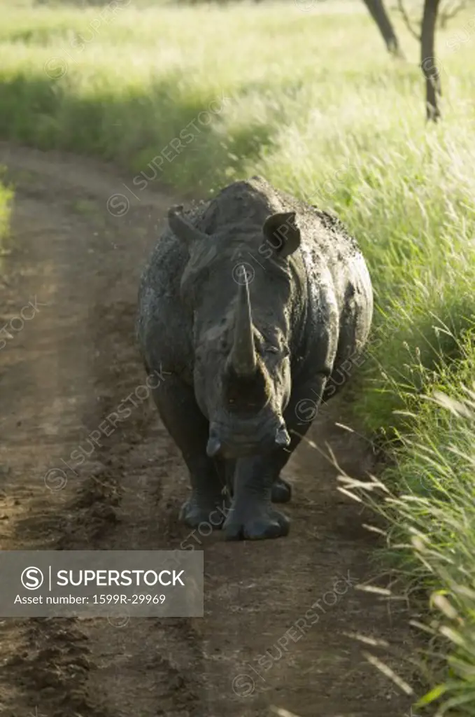 Endangered White Rhino in the middle of the road of Lewa Wildlife Conservancy, North Kenya, Africa