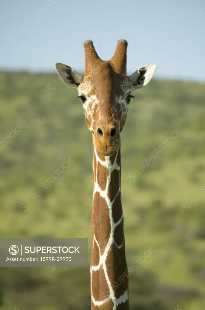 Masai Giraffe stairs into camera head-on at the Lewa Wildlife Conservancy, North Kenya, Africa