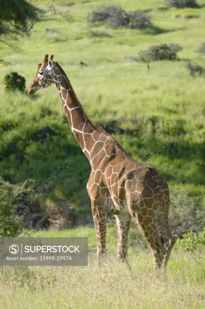 Masai Giraffe walks in Lewa Wildlife Conservancy, North Kenya, Africa