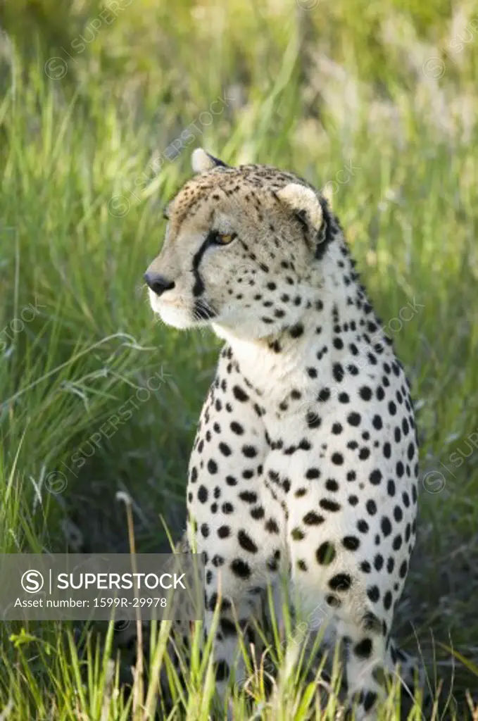 A Cheetah sits in deep green grass of Lewa Wildlife Conservancy, North Kenya, Africa
