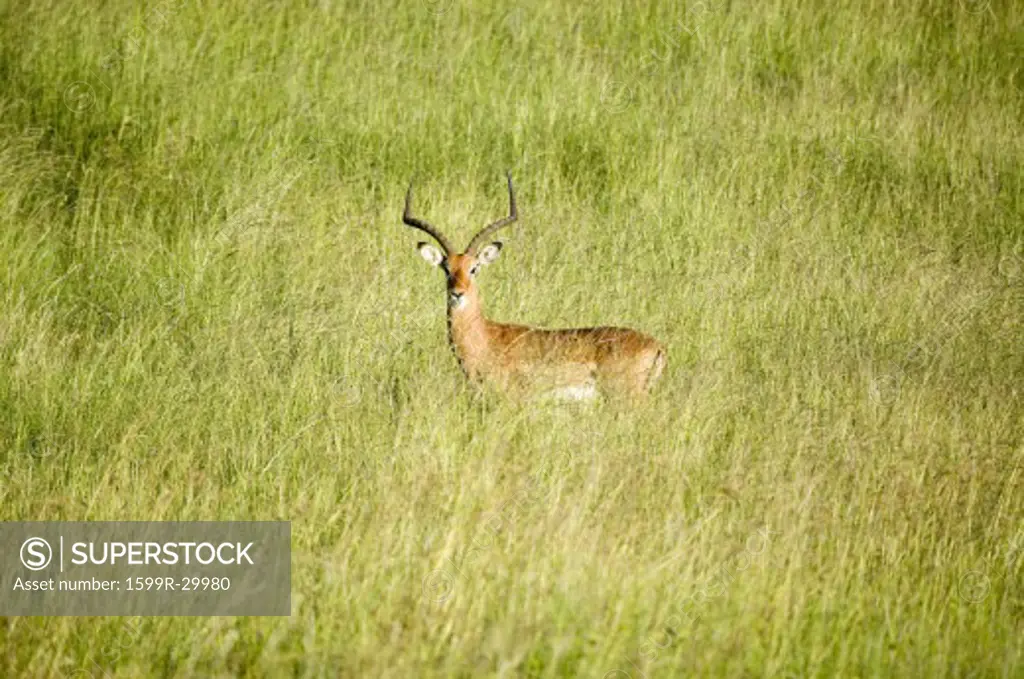 Impala in the middle of green grass of Lewa Wildlife Conservancy, North Kenya, Africa