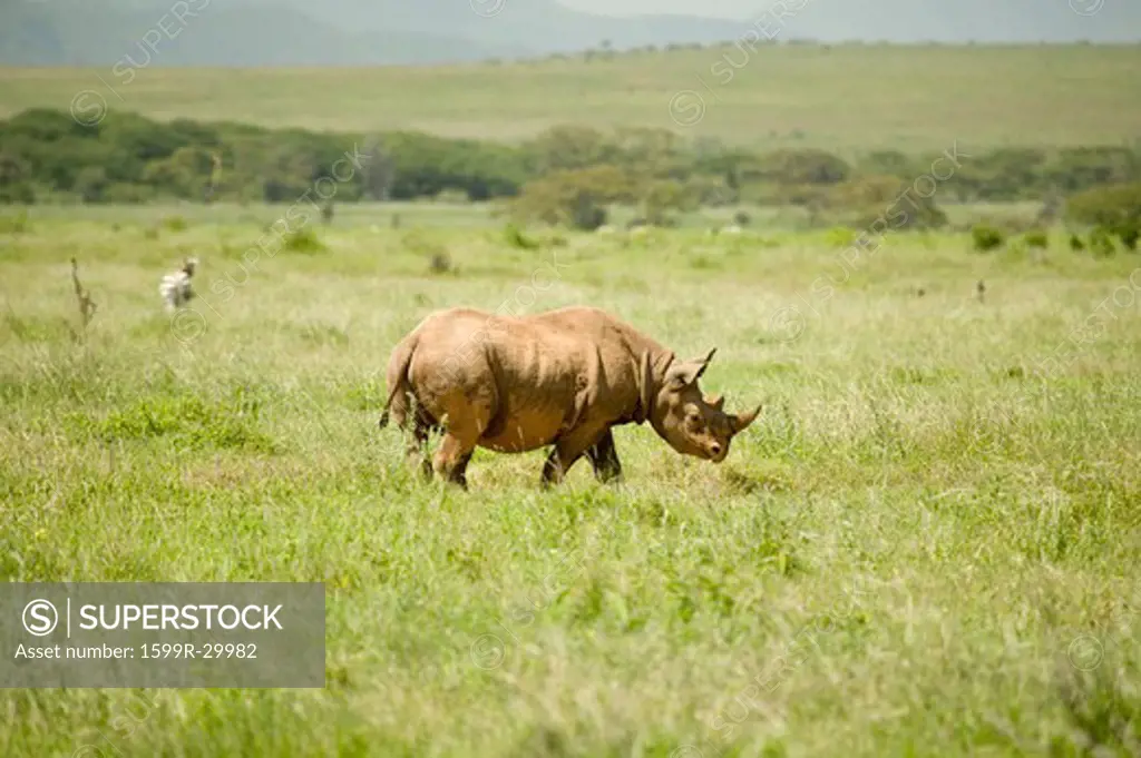 Black Rhino in the green grass of North Kenya, Africa