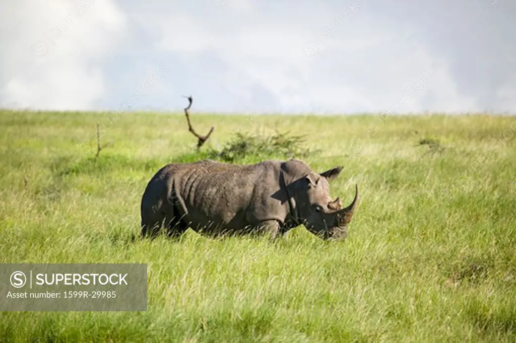 Black Rhino in the green grass of Lewa Wildlife Conservancy, North Kenya, Africa