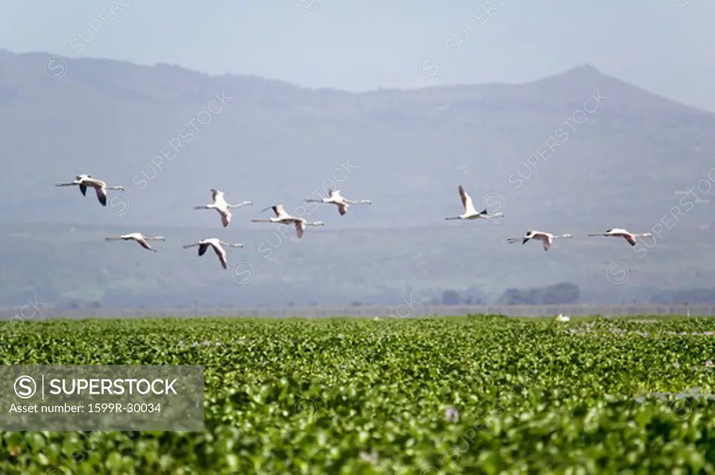 Flamingos in flight at Lake Naivasha, Great Rift Valley, Kenya, Africa