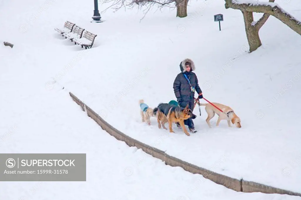 Woman walks dogs in snow in Boston Commons, Boston, Ma., New England, USA