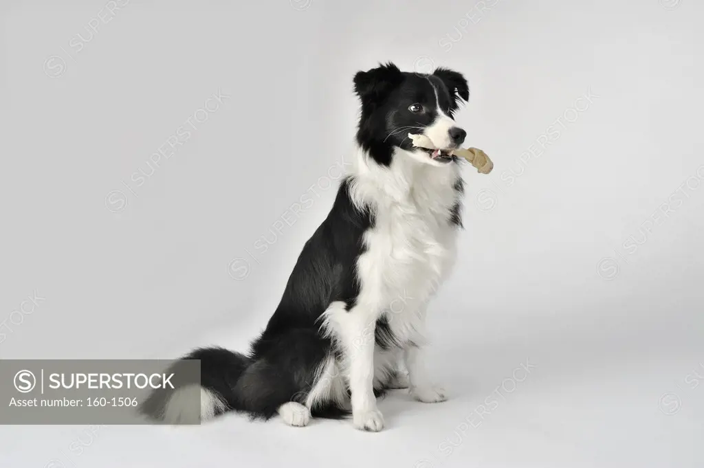 Close-up of a Border Collie chewing a bone