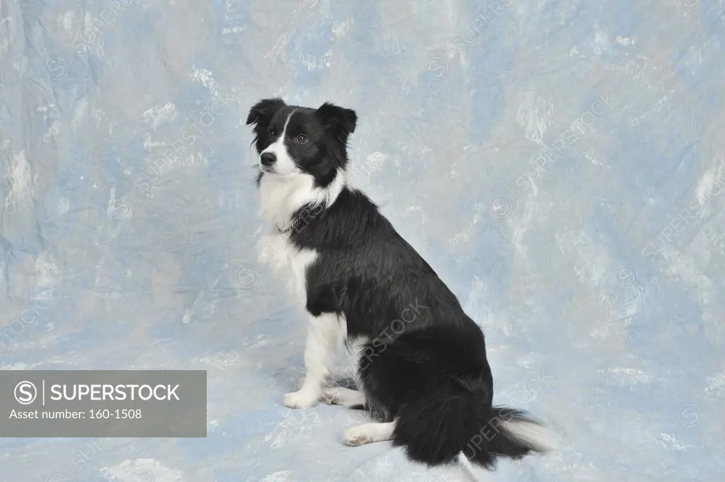 Close-up of a Border Collie