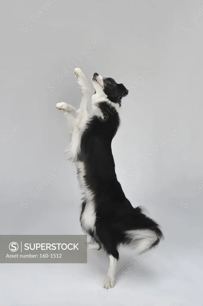 Close-up of a Border Collie rearing up