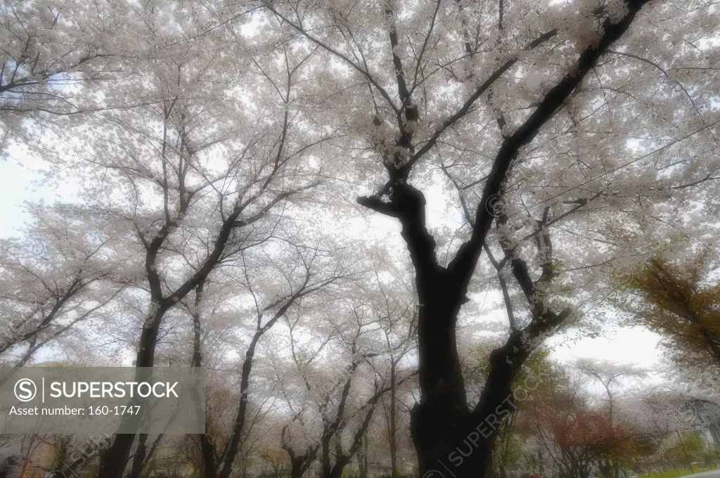 Cherry blossom tree, Japan