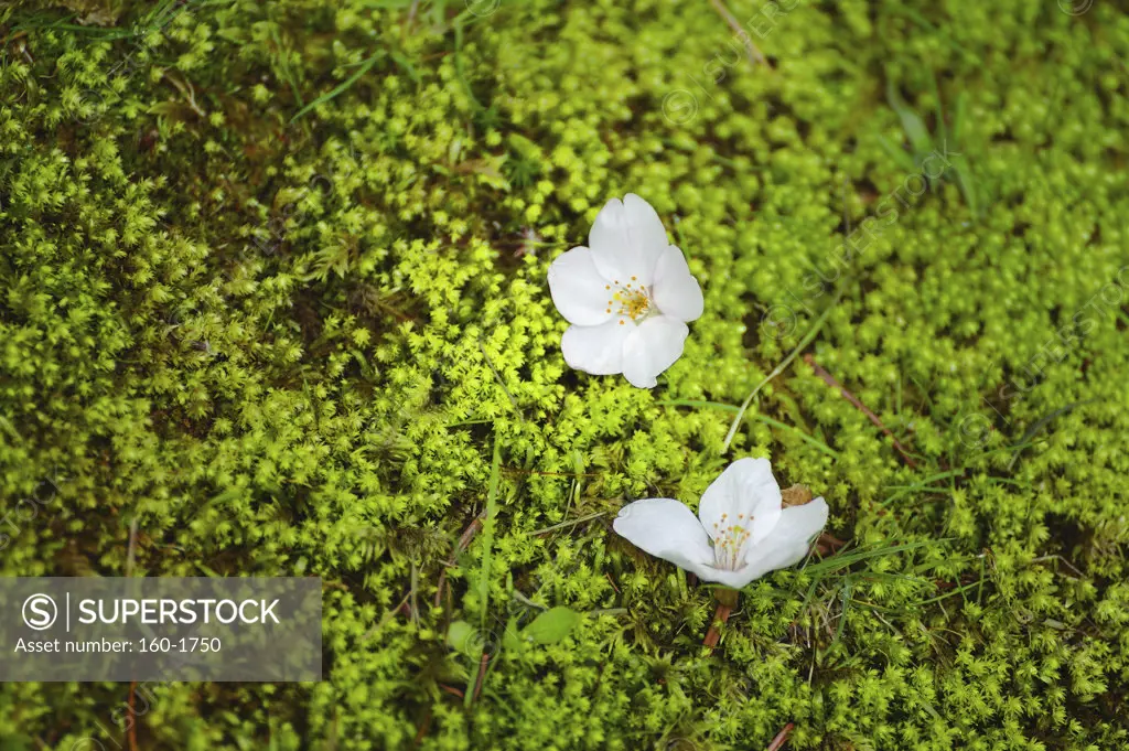 White flowers on plants
