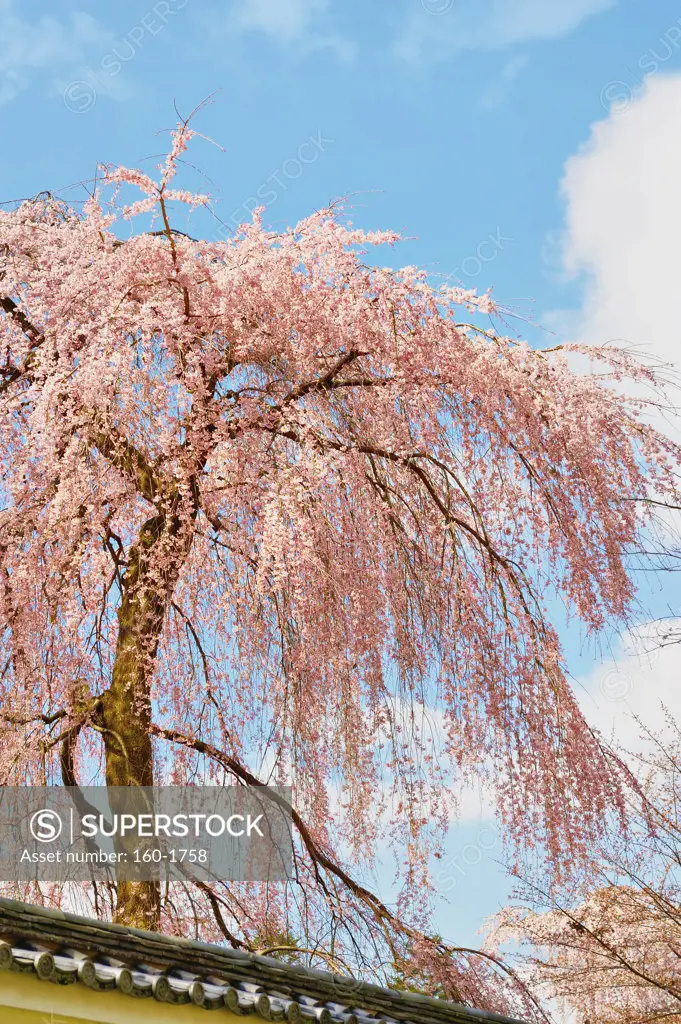 Low angle view of a Weeping Higan cherry tree, Japan