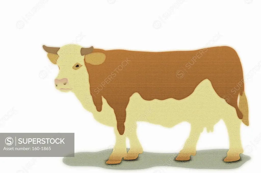 Cow on white background, digitally generated image