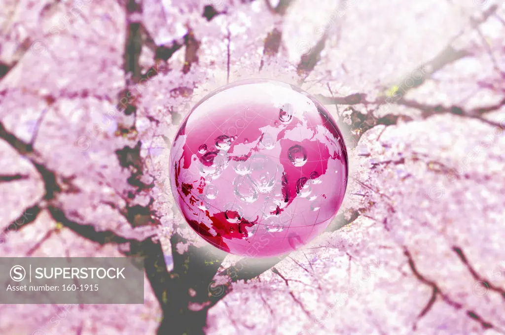 Globe in cherry blossom, digitally generated image