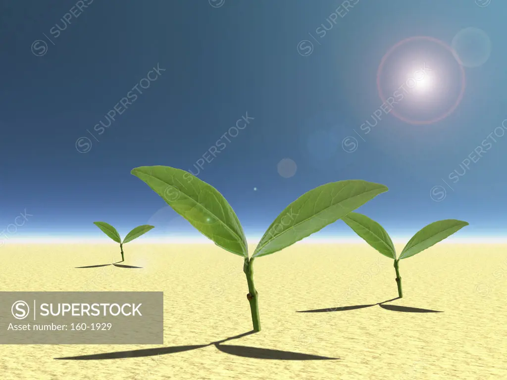 Cotyledons in soil illuminated by sun, digitally generated image
