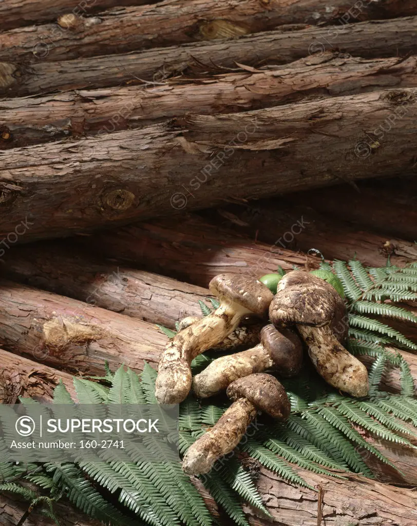 Close-up of Matsutake mushrooms with logs