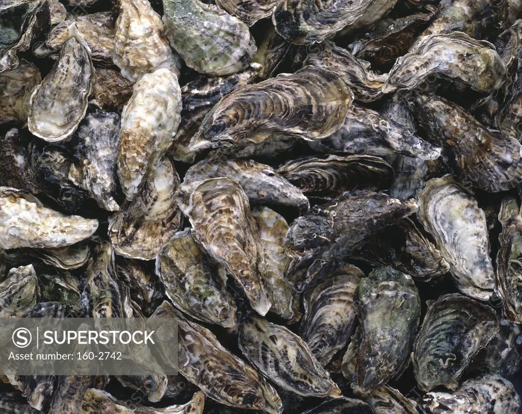 Close-up of Oysters