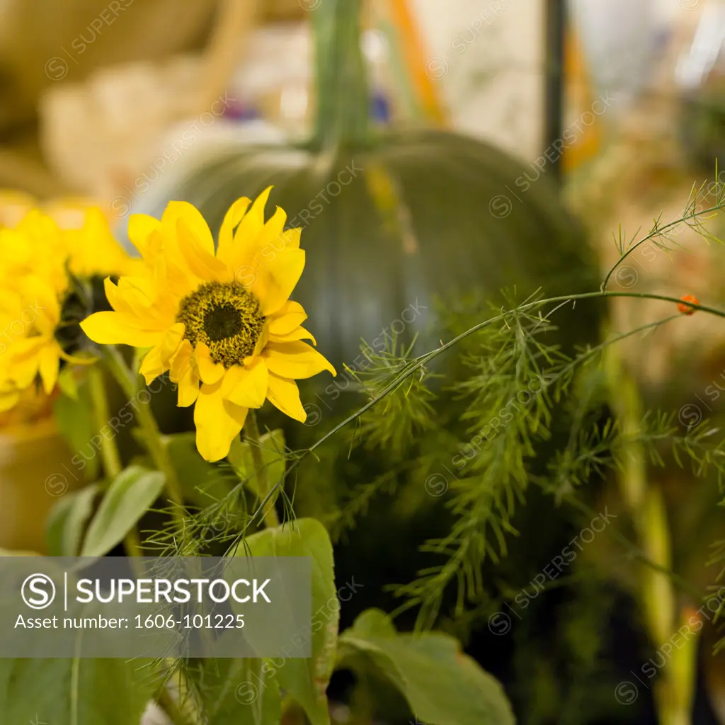 Summer squash, yellow flowers in the foreground