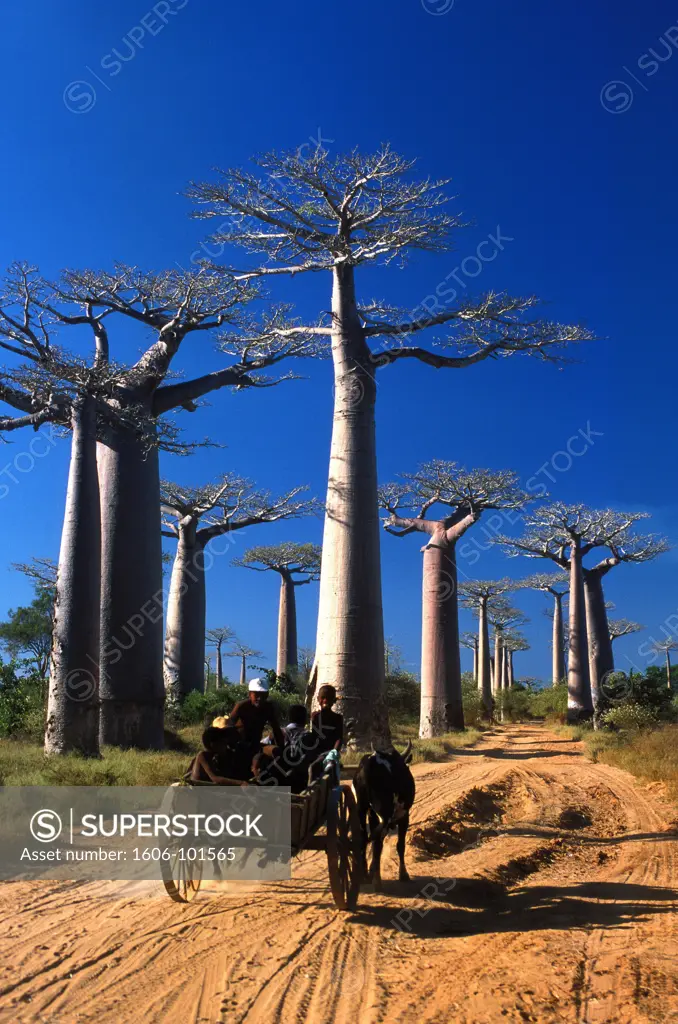 MADAGASCAR, MORONDAVA, Andansonia grandidieri de Morondova baobabs in Southern Madagascar