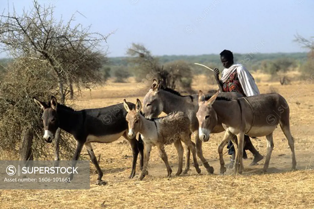 West Africa, Mali, Tombouctou area, nomad