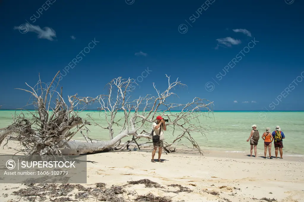 New Caledonia, Ouvea, dead wood on the beach