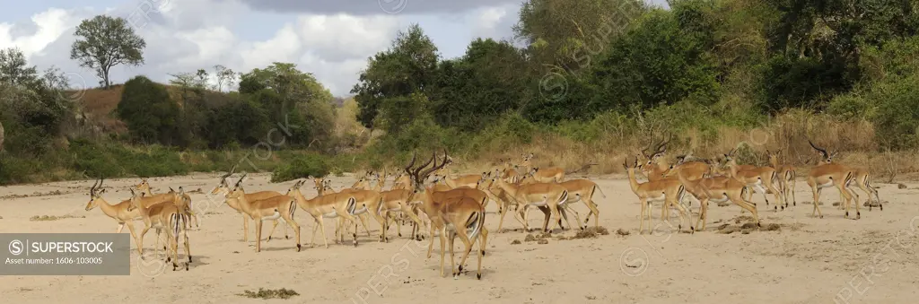 Tanzania, Selous Game Reserve, antelopes