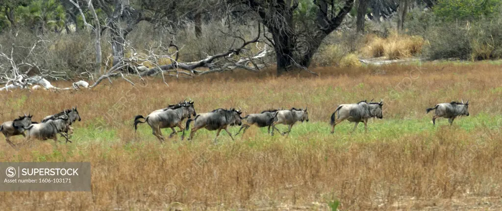 Tanzania, Selous Game Reserve, wildebeests