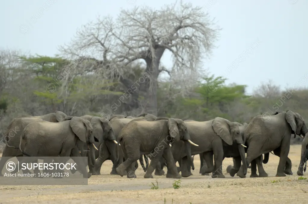 Tanzania, Selous Game Reserve, elephants