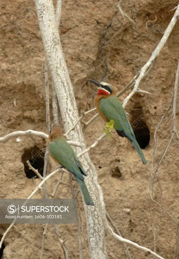 Tanzania, near Selous Game Reserve, bee-eaters