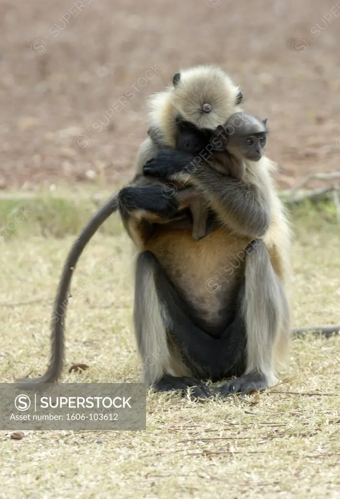 India, Orissa, Bhubaneswar, Nandan Kanan zoological park, monkeys