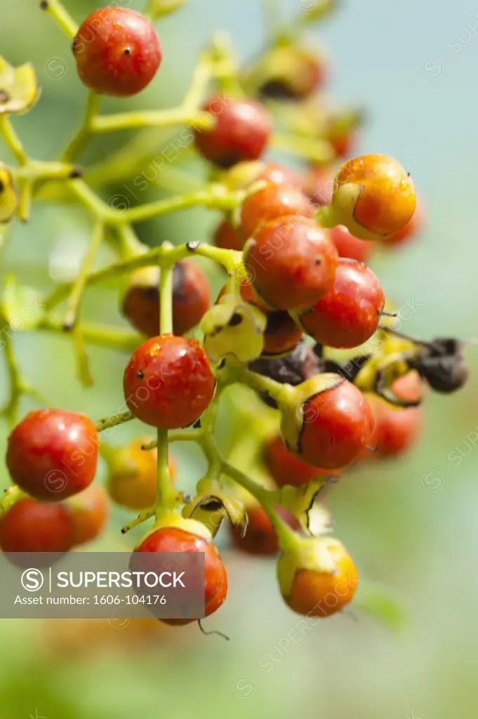 French West Indies, Martinique, Sainte Luce, coffee fruits
