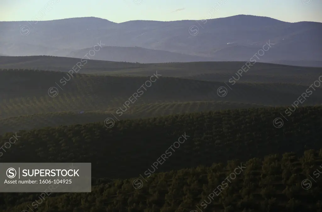 Spain, Andalusia, Baena, olive trees
