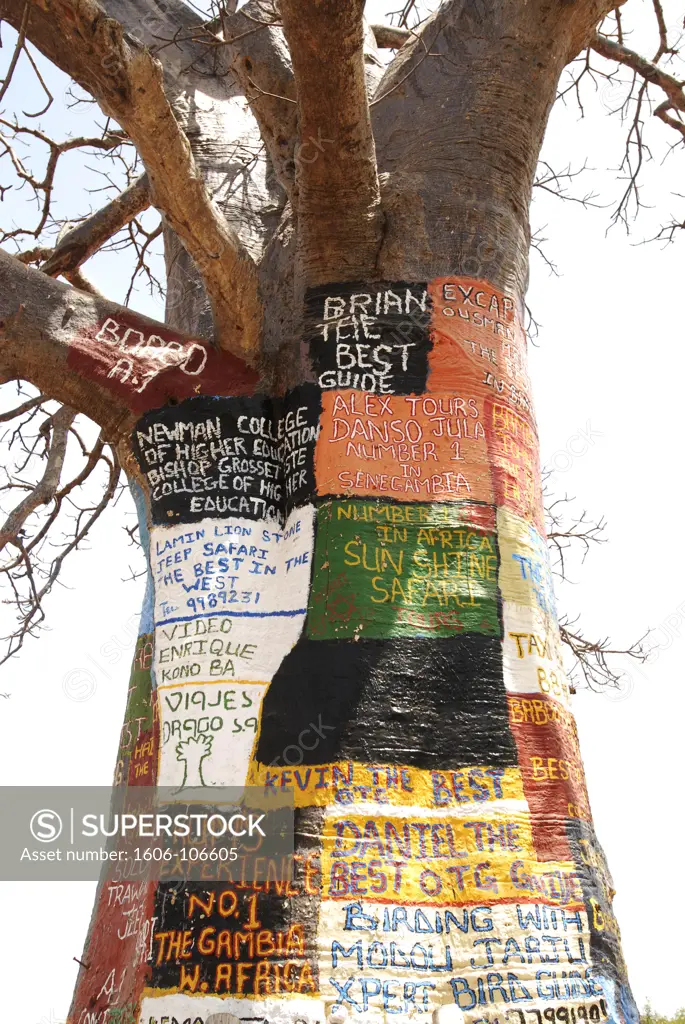 Africa, Gambia, painted billboard advertising  tree