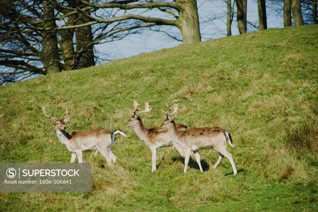 England, Sussex, fallow deers in Petworth Park in winter