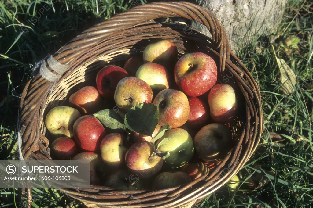 France, Haute Normandie, Eure (27),  Marais Vernier (Quillebeuf sur Seine area) apple