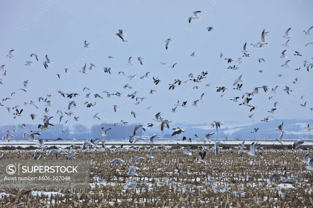 France, Normandy, Manche, near Mont Saint Michel, snow covered field, gulls and ducks flying