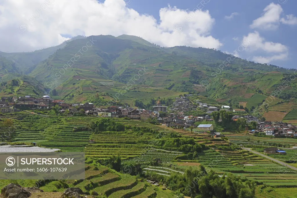 Indonesia, Java, Dieng Plateau, terrace fields and village