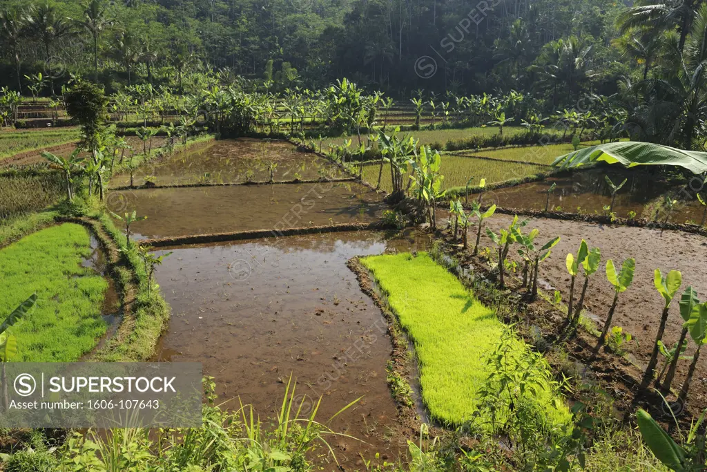 Indonesia, Java, rice fields