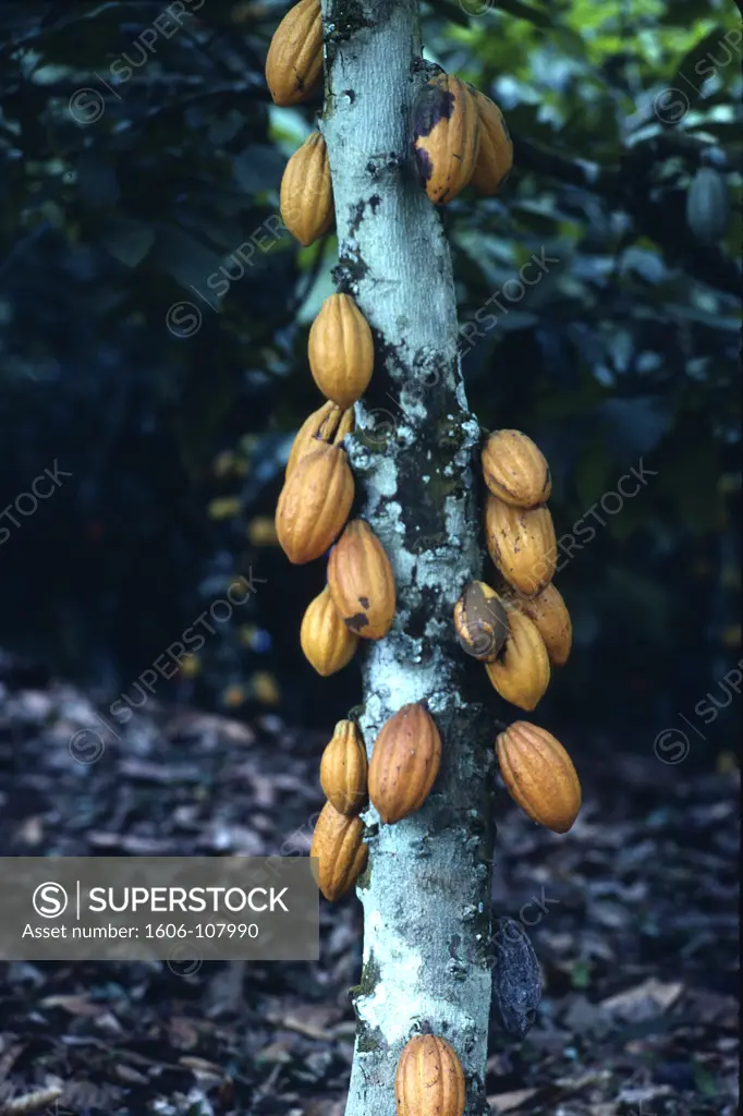 Cameroon, cocoa tree