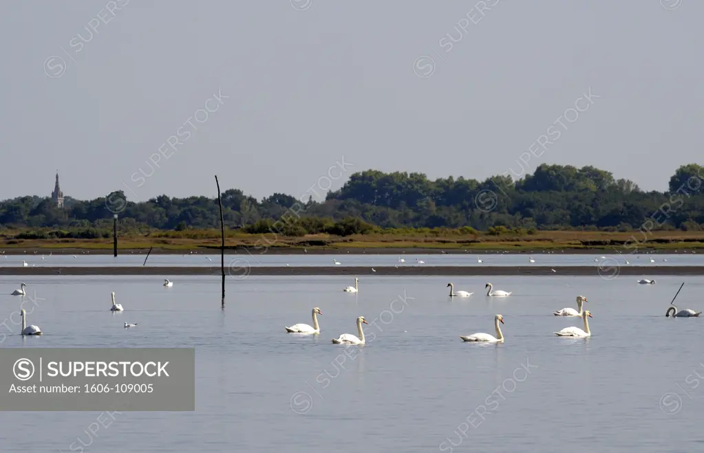 France, Aquitaine, Gironde, Bassin d'Arcachon, domaine de Certes, mute swans