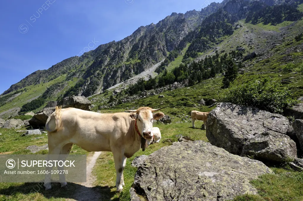 France, Pyrnes, Val d'Azun, valle d'Estaing, cows