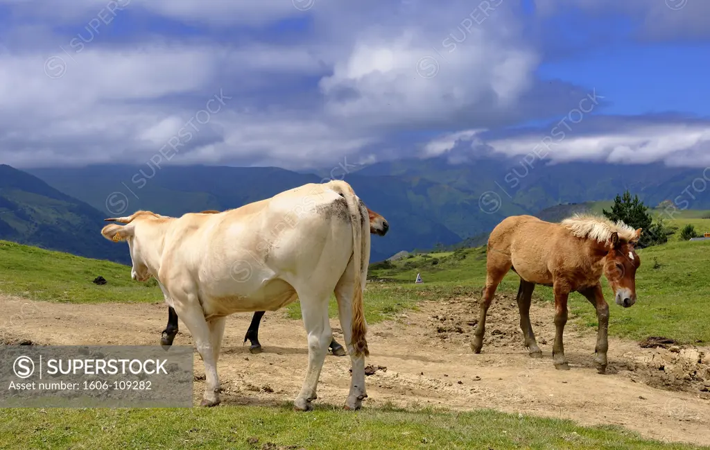 France, Pyrnes, Val d'Azun, Col du Soulor, horses and cow