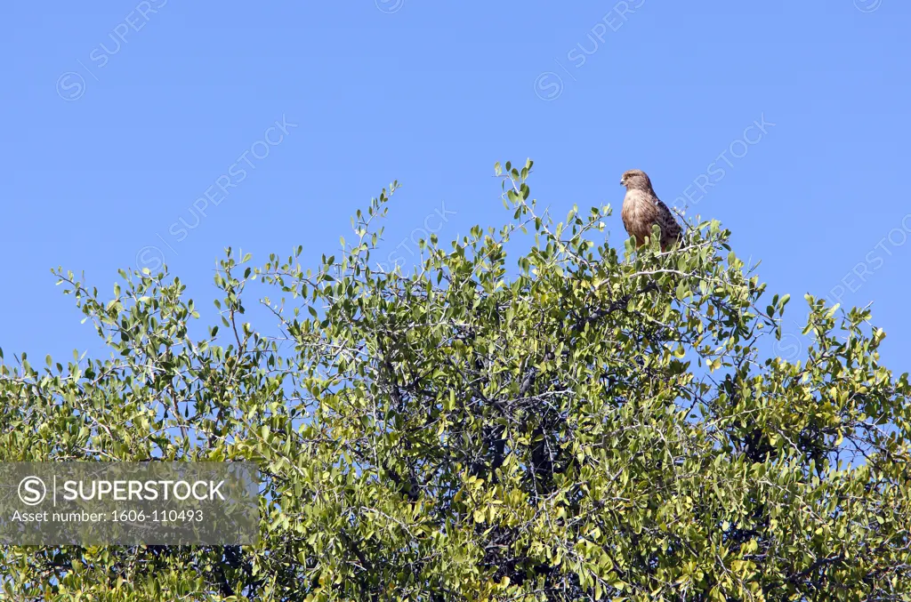 Namibia, Etosha National Park, falcon