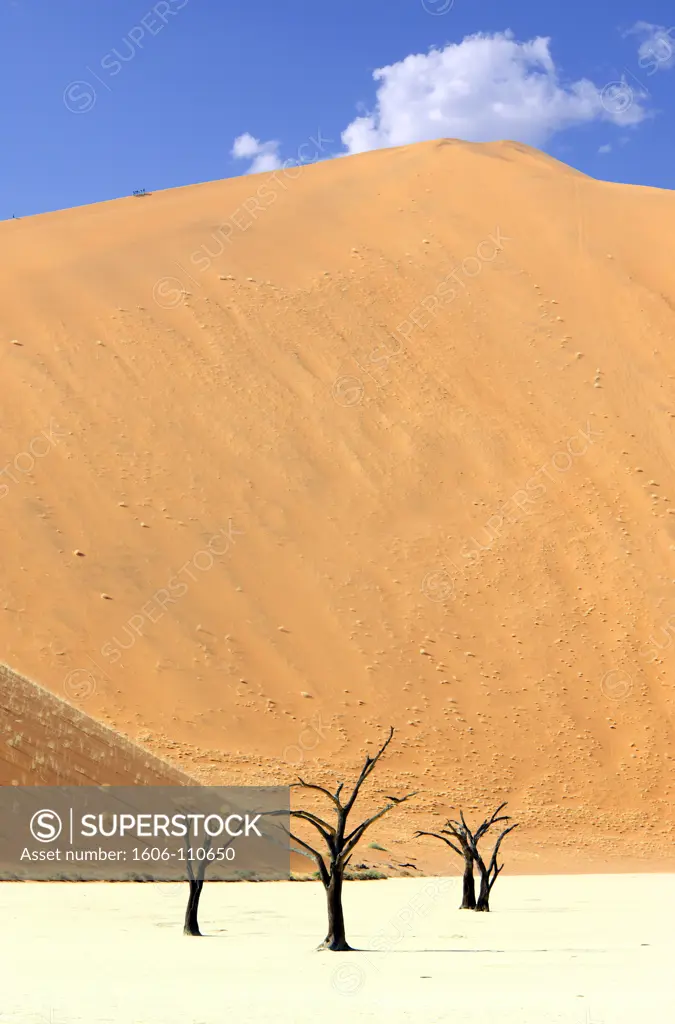 Namibia, Namib desert, Namib-Naukluft National Park, Dead Vlei, dead acacia trees, Big Daddy dune