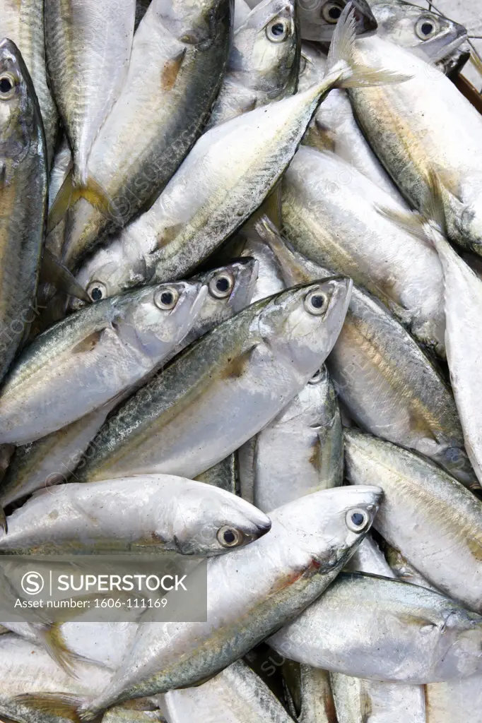 United Arab Emirates, Dubai, Dubai, Dubai fish market