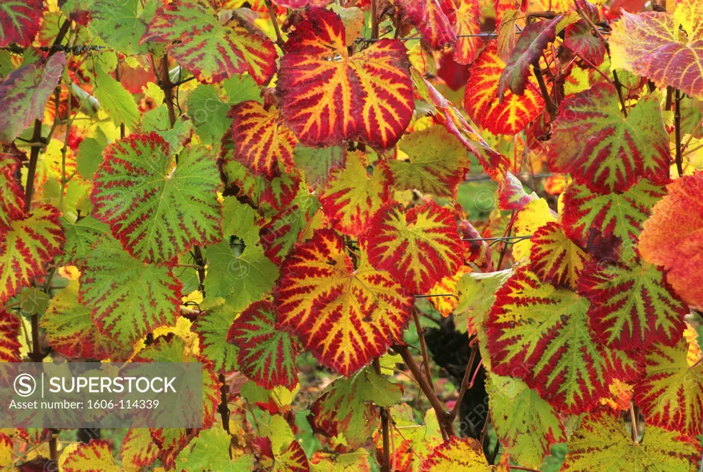 France, Midi-Pyrnes, Lot, Cahors vineyards, close-up of grape leaves
