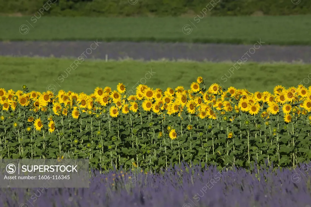 France, Alpes de Haute-Provence, sunflowers and lavender