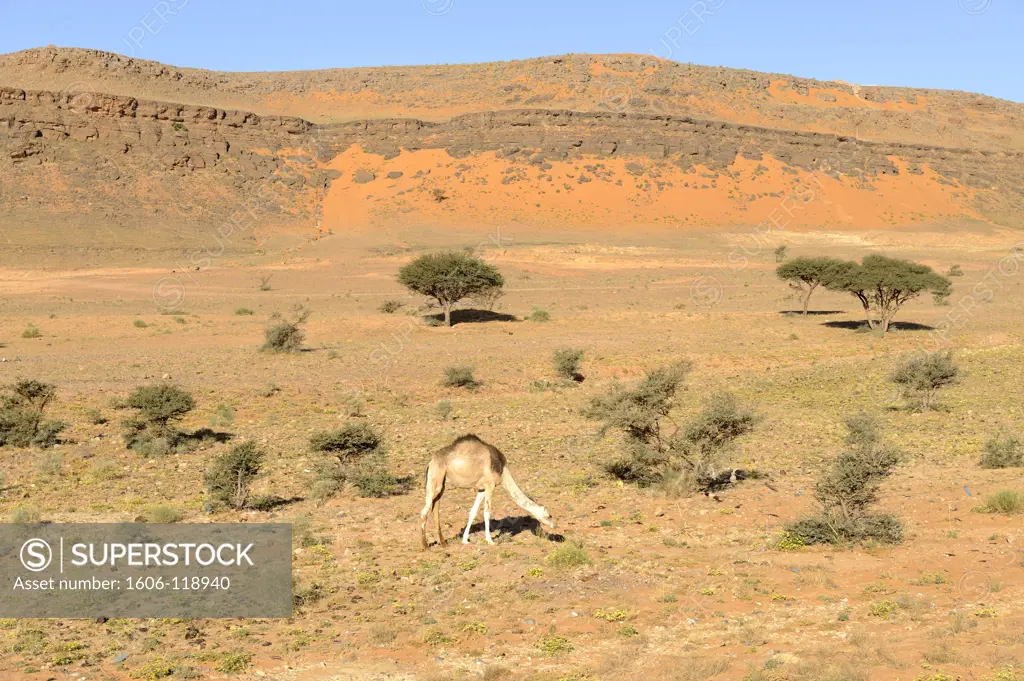Algeria, Sahara, Grand Erg Occidental, Taghit, dromedary camel