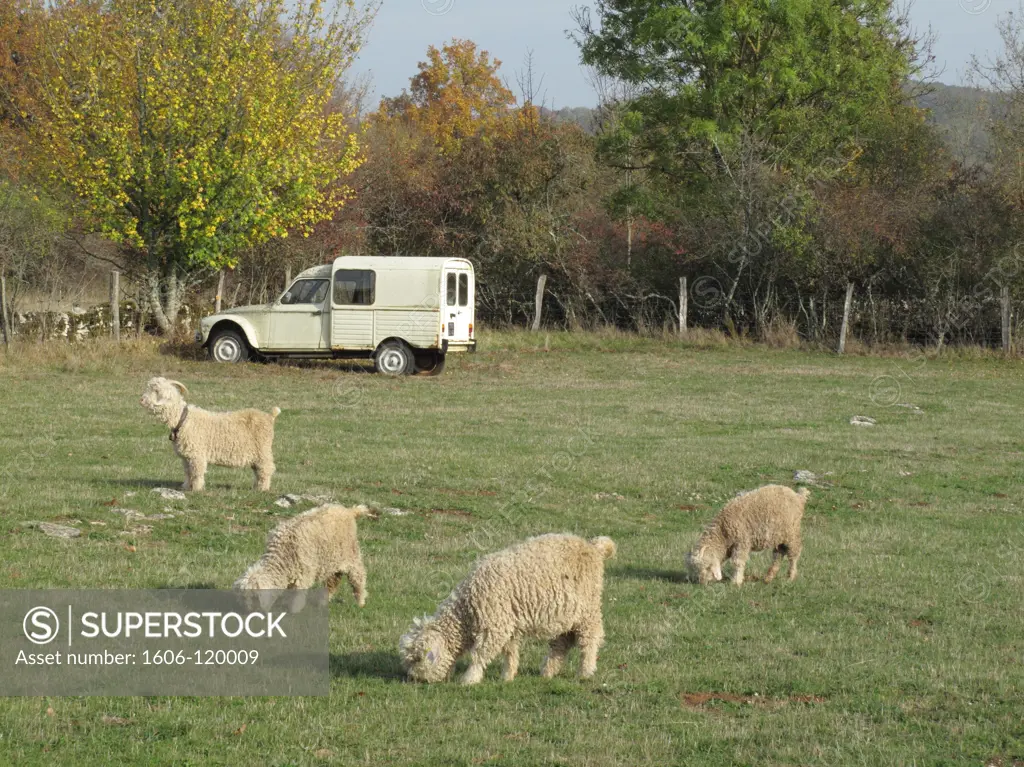 France, Midi-Pyrnes, Lot, Loubressac, merino sheeps and old car in a field