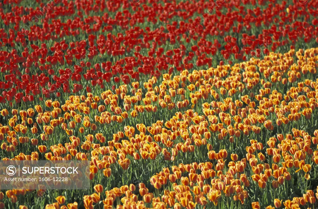 Netherlands, region of Zilk, tulip field