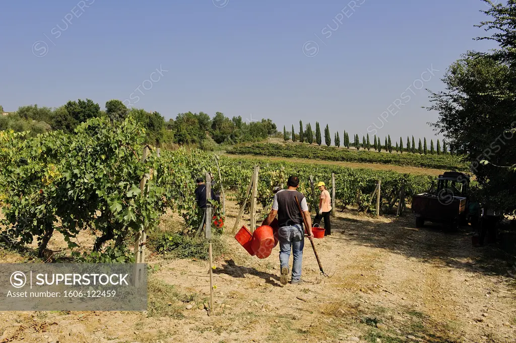 Italy, Tuscany, Siena region, Chianti Road, grape harvest